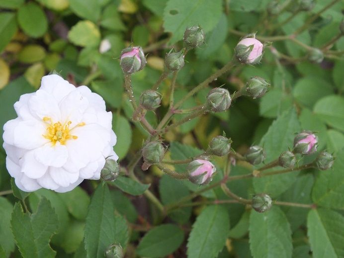  photo seqoia2_zps98181ea3.jpg